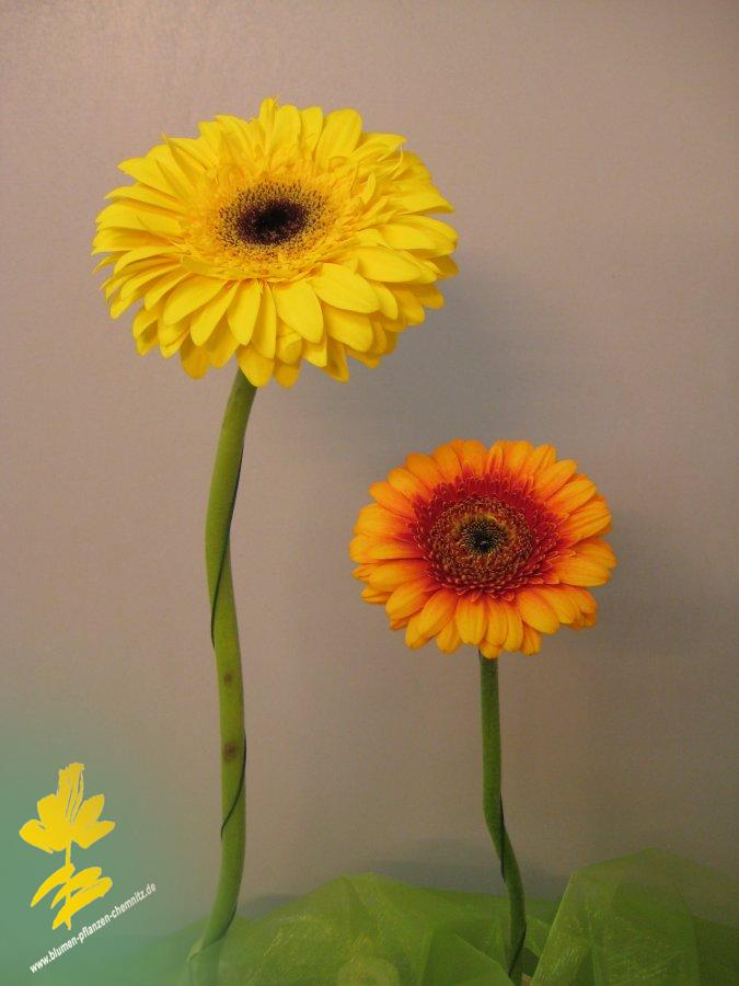 Gerbera - Gerbera jamesonii